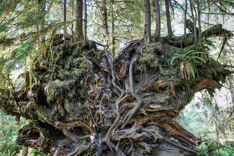 25WAOlympicNPUpendedRoots_2329.jpg