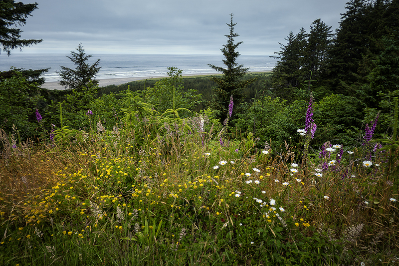 25WAOlympicNPWildflowers_2516.jpg