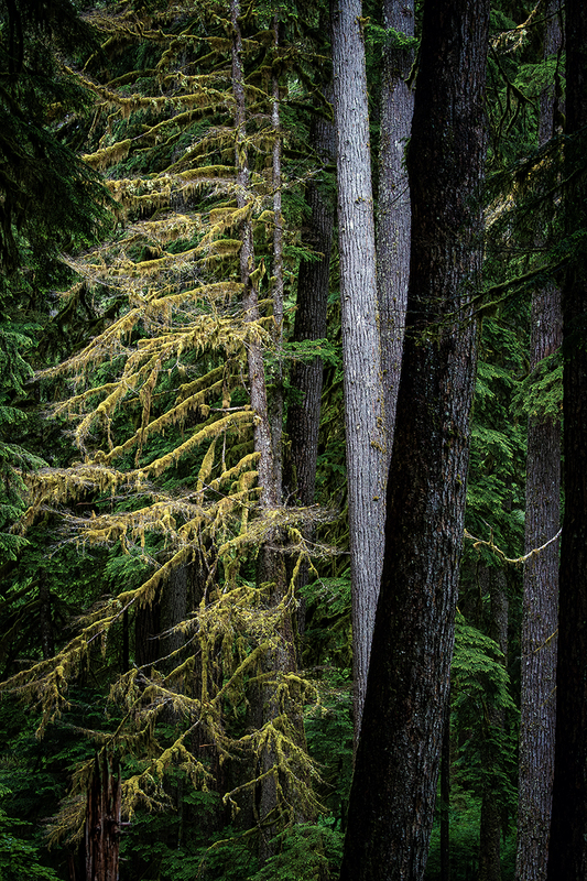 25WAOlympicNatPark_5670.jpg
