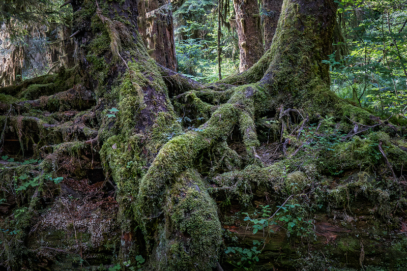 25WAOlympicNatPark2Trees_2298.jpg