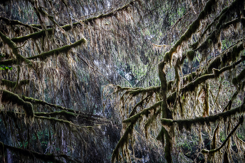 25WAOlympicNatParkBranches_5805.jpg