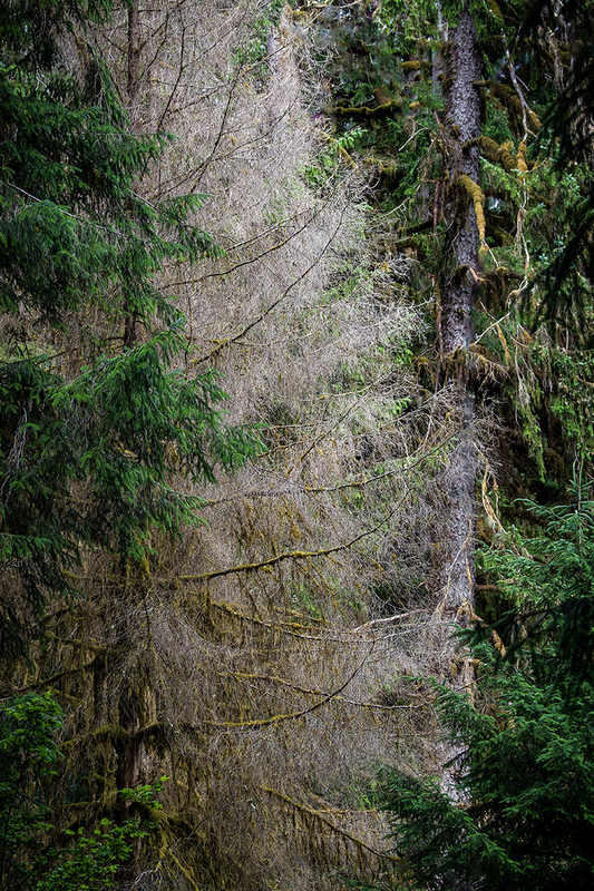 25WAOlympicNatParkDryBranches_5788.jpg