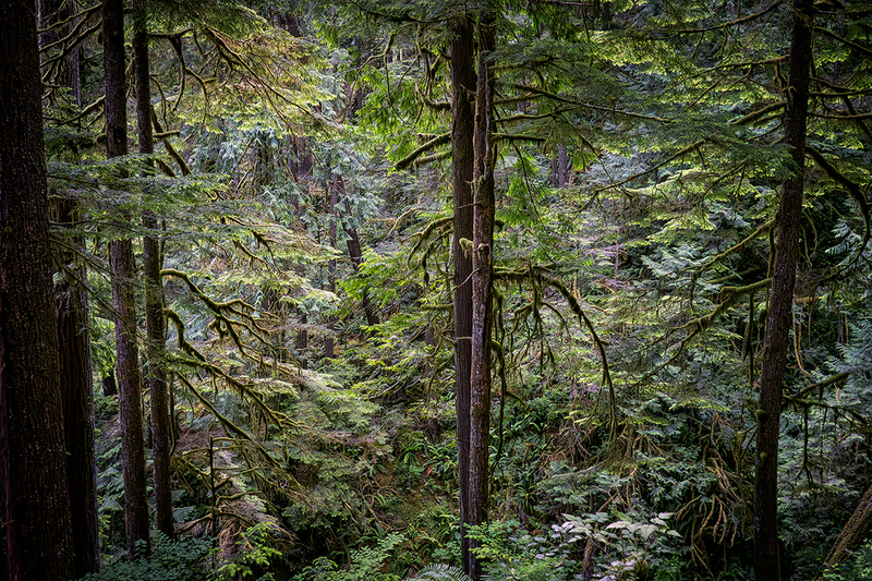 25WAOlympicNatParkForest_2158.jpg