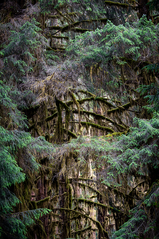 25WAOlympicNatParkForest_5786.jpg