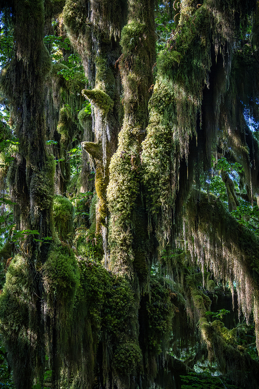 25WAOlympicNatParkMoss_5800.jpg