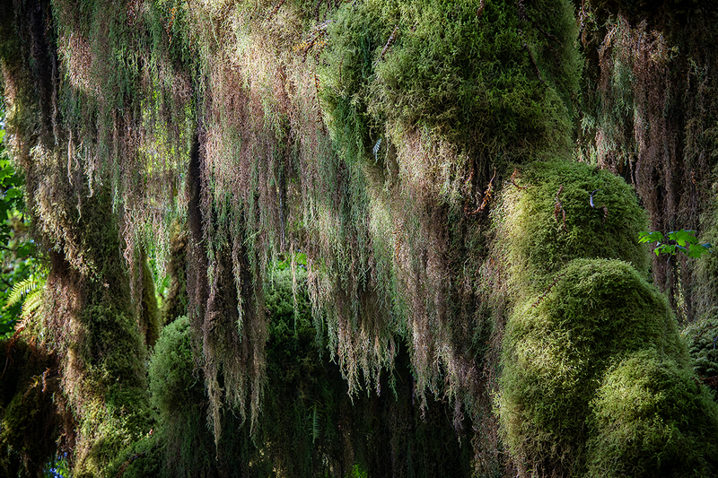 25WAOlympicNatParkMoss_5803.jpg