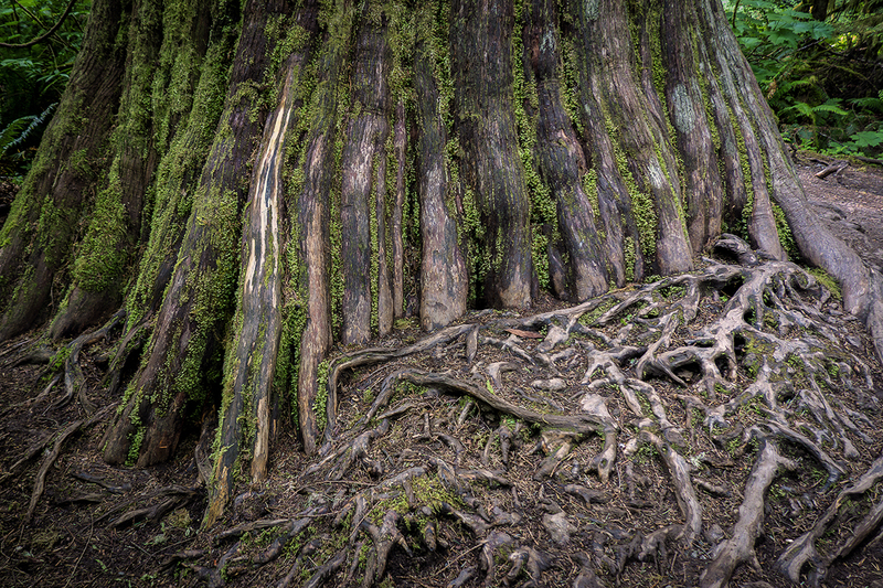 25WAOlympicNatParkRoots_2163.jpg