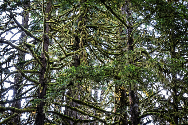 25WAOlympicNatParkTrees_2135.jpg