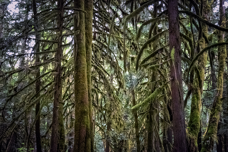25WAOlympicNatParkTrees_2183.jpg