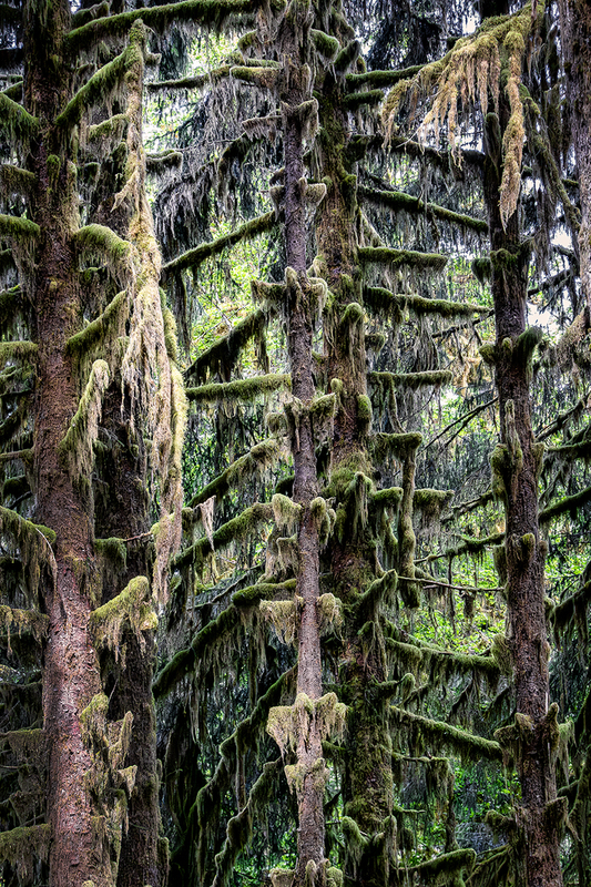 25WAOlympicNatParkTrees_2286.jpg