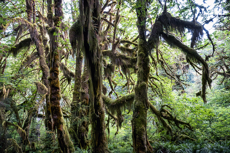 25WAOlympicNatParkTrees_2293.jpg