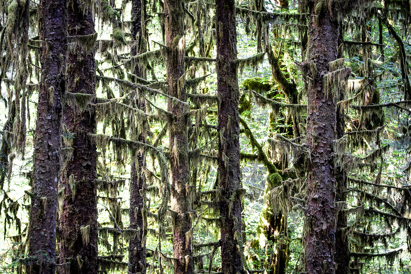 25WAOlympicNatParkTrees_5811.jpg