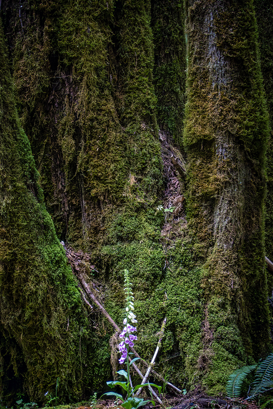 25WAOlympicNatParkWildflower_2188.jpg