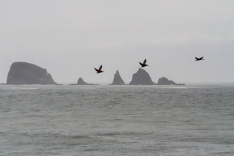 25WAQuileute-Pelicans_5705.jpg