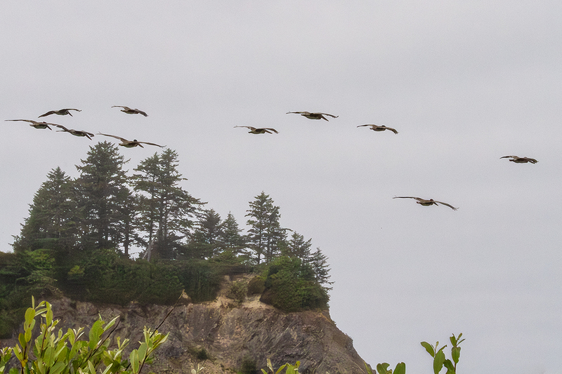 25WAQuileute-Pelicans_5710.jpg
