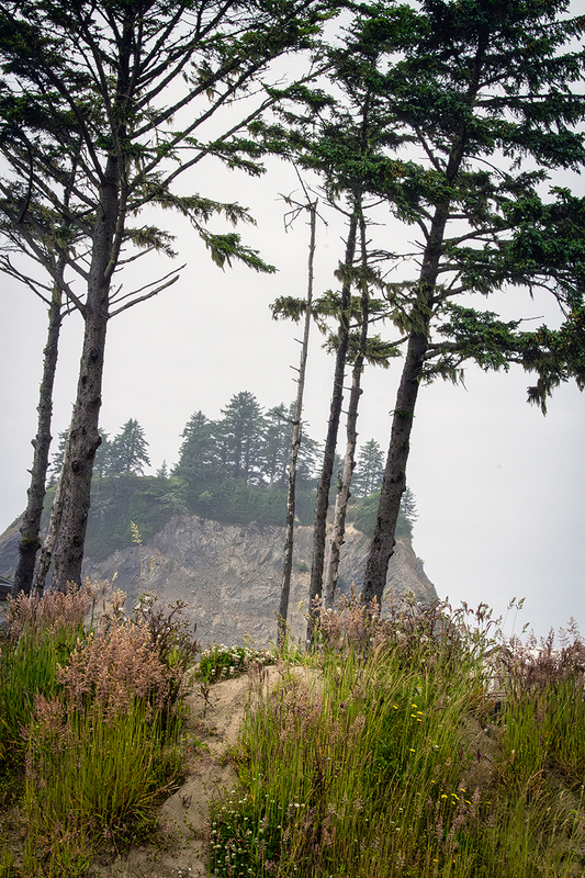 25WAQuileute-Trees_5754.jpg