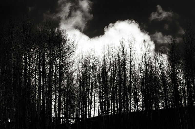 I24CORockyMtnsCloudTrees_9153g.jpg :: Rocky Mountains, Colorado 2024