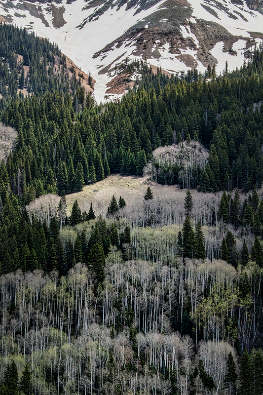 I24CORockyMtnsTrees_9177g.jpg :: Rocky Mountains, Colorado 2024