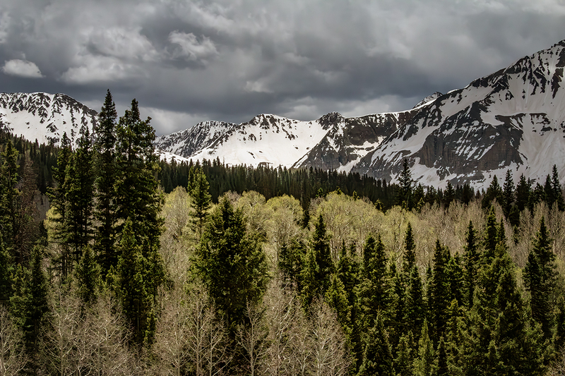 I24CORockyMtnsTrees_9181.jpg :: Rocky Mountains, Colorado 2024