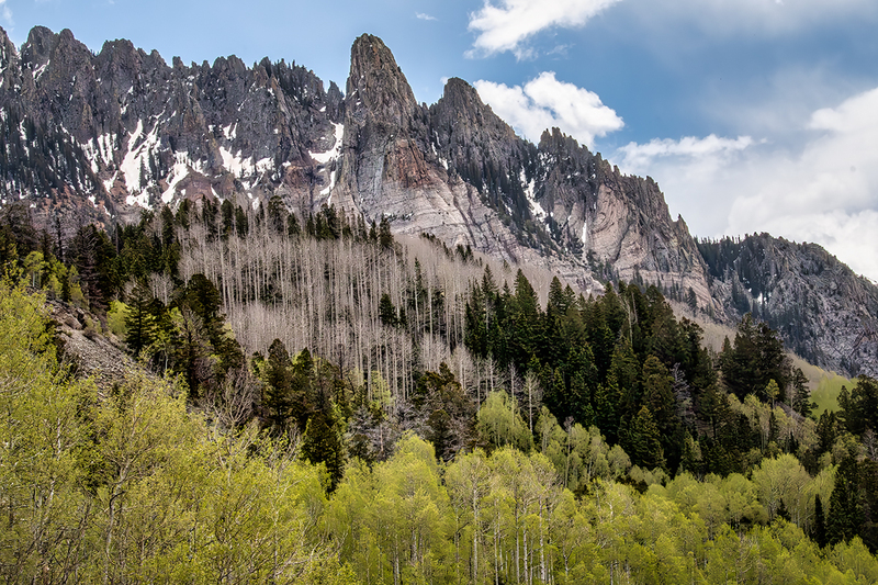 I24CORockyMtnsTrees_9185.jpg :: Rocky Mountains, Colorado 2024