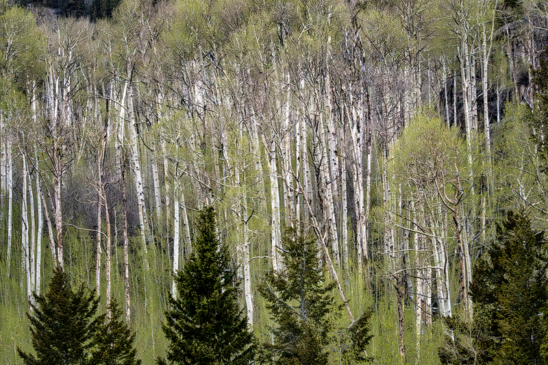 I24CORockyMtnsTrees_9248.jpg :: Rocky Mountains, Colorado 2024