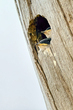 24RINewportBabyBirds_5958i.jpg