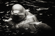 25CHISheddBeluga_6260g.jpg