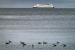 25WAPortTownsendGeese_2000.jpg