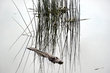26FLCircleB-Alligator_1299.jpg