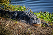 26FLCircleB-Alligator_1424.jpg