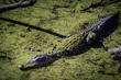 26FLCircleB-Alligator_1454.jpg
