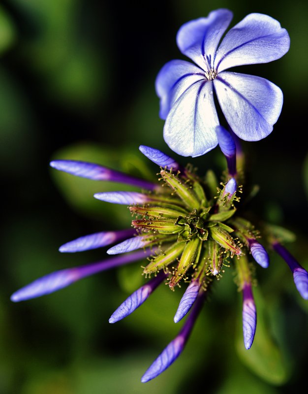 A Flowers Song.jpg :: Sing a song of flowers, flowers all around.
Flowers that are growing, growing in the ground
Flowers of each color make a pretty view.
Red and orange and yellow.
And blue and purple, too.
