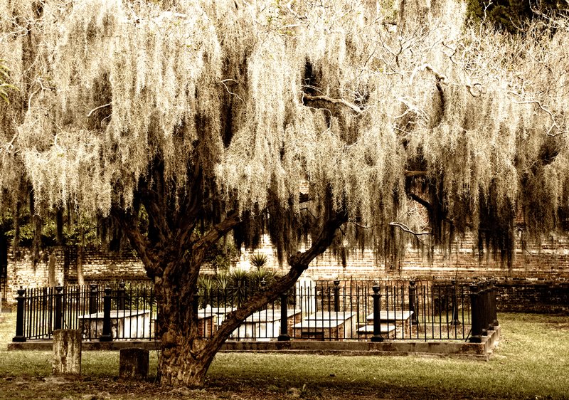 A Tree Marks the Spot.jpg :: I'd like a tree to mark the spot
Where I am laid to rest
For that would be the epitaph
That I would like the best.
-Samuel N. Baxter