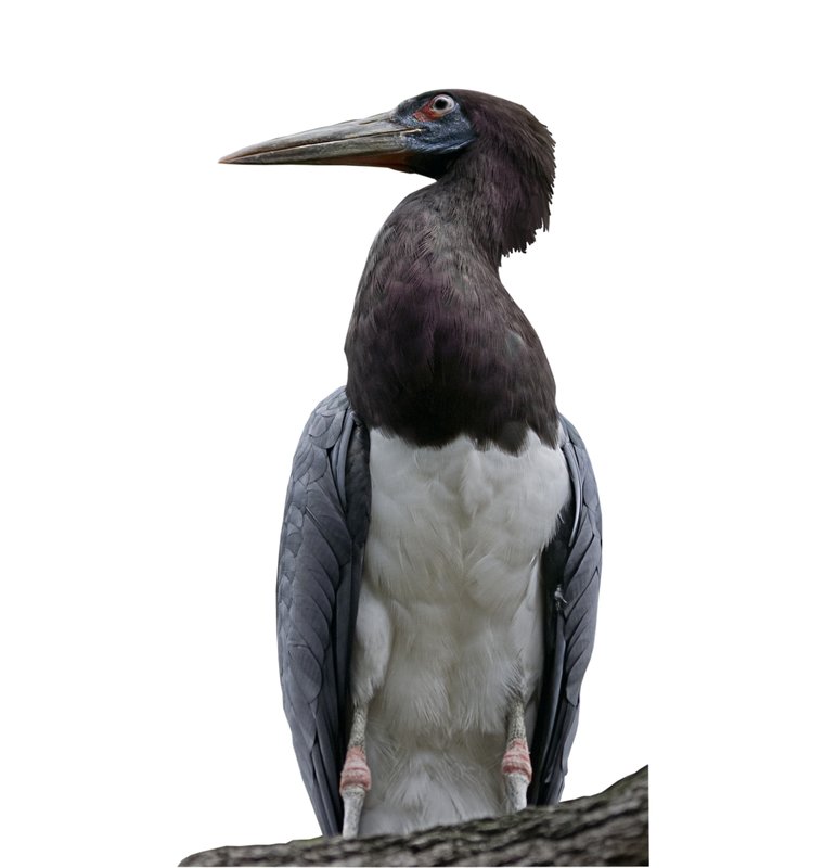 Abdims Stork.jpg :: Cut out stock of Abdim's Stork