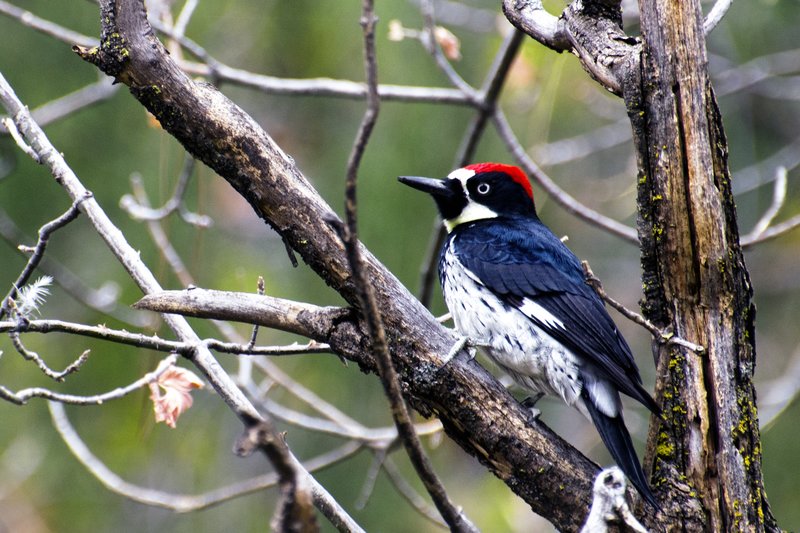 Acorn Woodpecker.jpg :: ©2012 LKG Photography