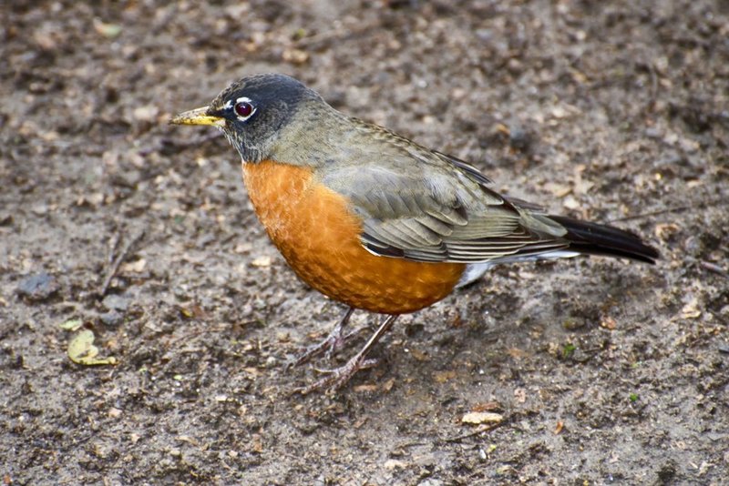 American Robin.jpg :: ©2013 LKG Photography