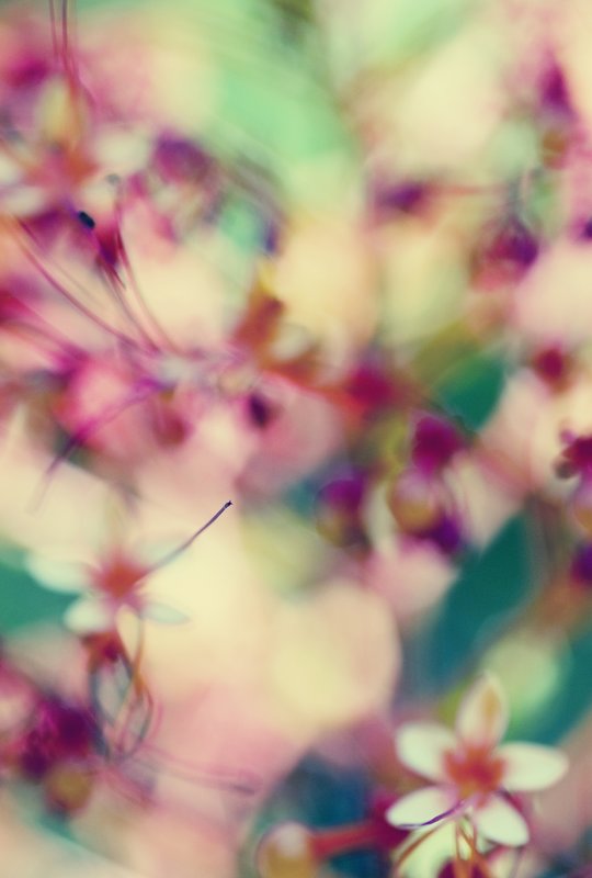 An Abstract Spring.jpg :: ©2012 LKG Photography