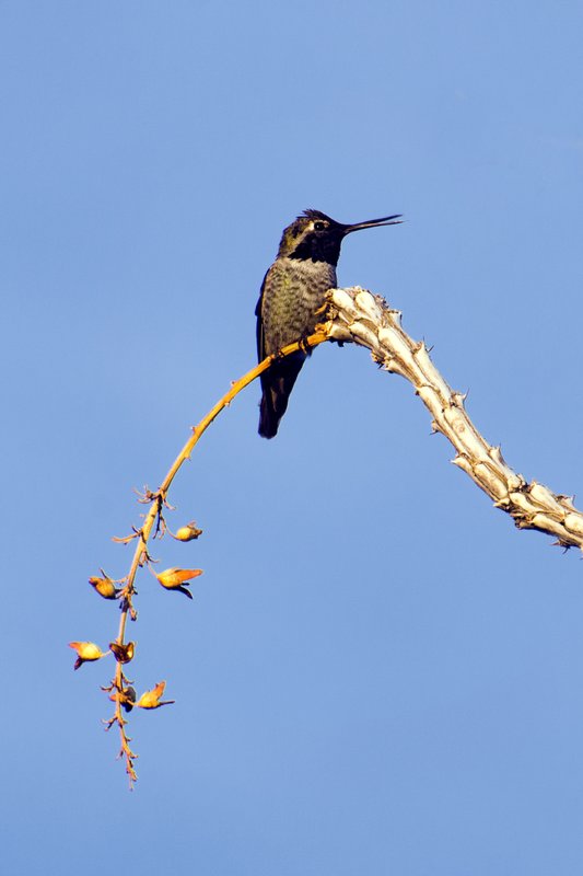 Annas Hummingbird on Branch.jpg :: ©2012 LKG Photography