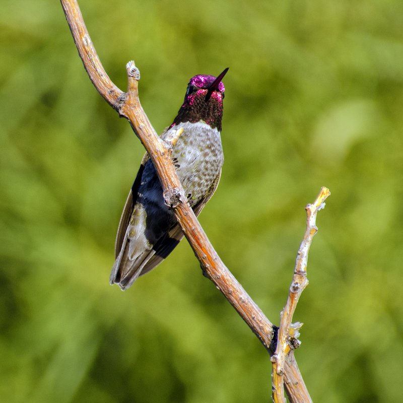 Annas Hummingbird.jpg :: ©2012 LKG Photography