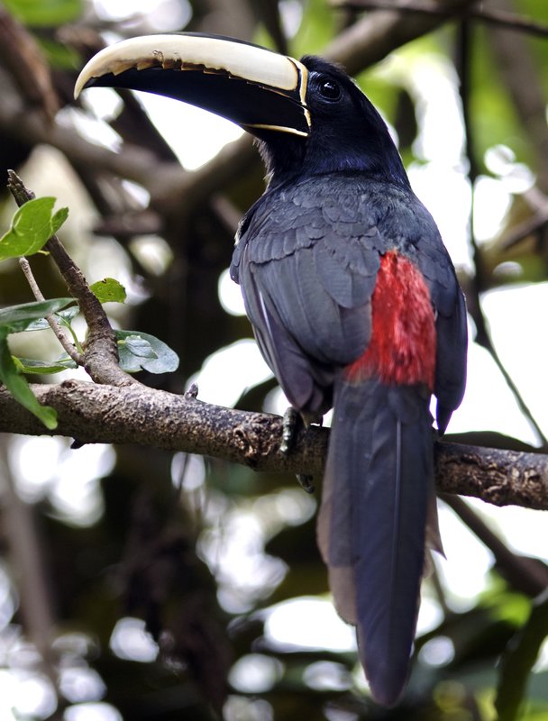 Aracari.jpg :: Stock images are available for download at $3.00 each (plus .50 PayPal fee) and are transferred at full resolution and are Royalty and Copyright free and can be used in commercial work.
