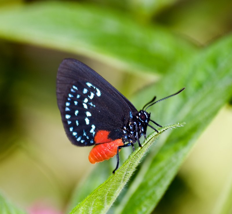 Atala Butterfly.jpg :: Stock images are available for download at $3.00 each (plus .50 PayPal fee) and are transferred at full resolution and are Royalty and Copyright free and can be used in commercial work.