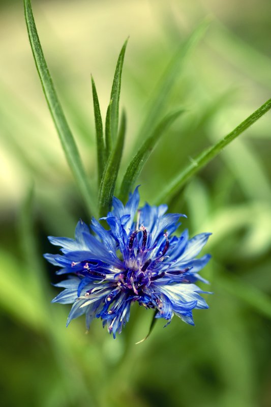 Bachelor Button.jpg :: ©2010 LKG Photography