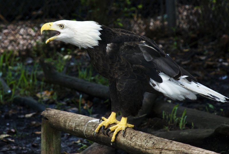 Bald Eagle 2.jpg :: Stock images are available for download at $3.00 each (plus .50 PayPal fee) and are transferred at full resolution and are Royalty and Copyright free and can be used in commercial work.