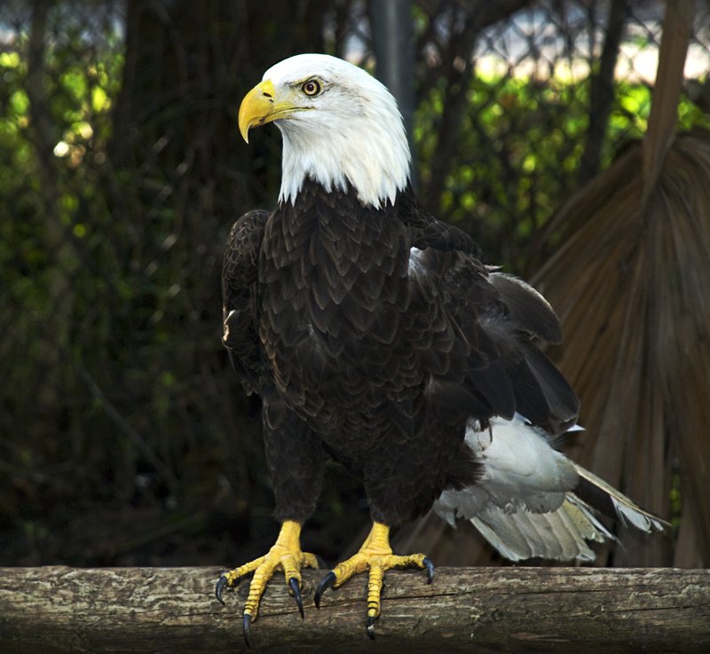 Bald Eagle.jpg :: Stock images are available for download at $3.00 each (plus .50 PayPal fee) and are transferred at full resolution and are Royalty and Copyright free and can be used in commercial work.