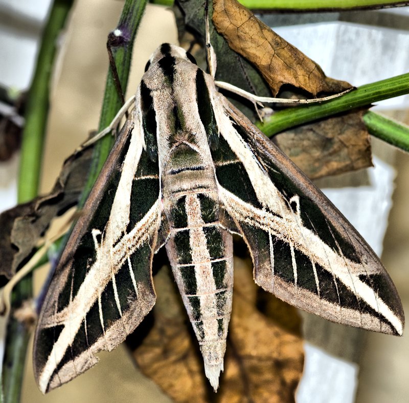 Banded Sphinx Moth.jpg :: Stock images are available for download at $3.00 each (plus .50 PayPal fee) and are transferred at full resolution and are Royalty and Copyright free and can be used in commercial work.