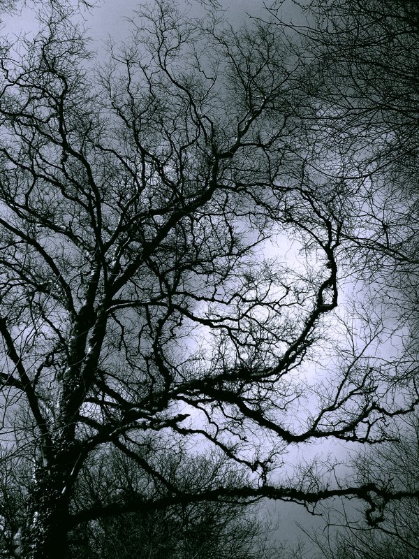 Bare Tree.jpg :: Spooky bare tree