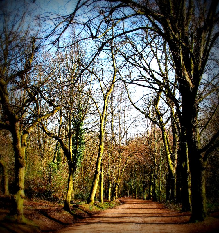 Barren Path.jpg :: Stock images are available for download at $3.00 each (plus .50 PayPal fee) and are transferred at full resolution and are Royalty and Copyright free and can be used in commercial work.