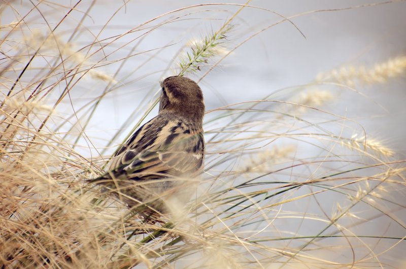 Be as a Bird.jpg :: ©2013 LKG Photography