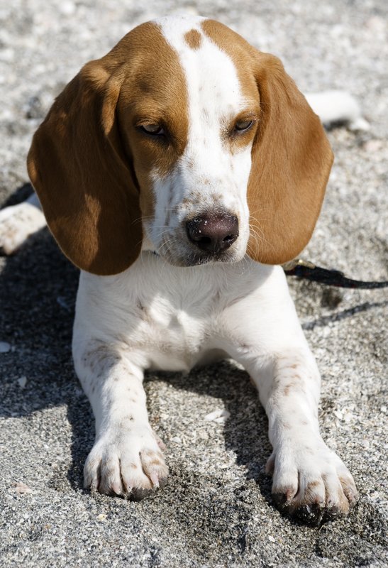 Beach Beagle.jpg :: Beagle on the beach