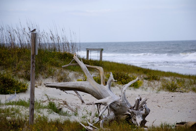 Beach Scene with Driftwood.jpg :: Stock images are available for download at $3.00 each (plus .50 PayPal fee) and are transferred at full resolution and are Royalty and Copyright free and can be used in commercial work.